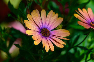 Obraz premium Yellow African Daisy at Meijer Botanical Gardens, in Grand Rapids, Michigan.
