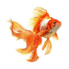 Fototapeta premium Vibrant Orange Goldfish with Flowing Fins - Aquatic Elegance