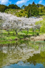 安岐ダムの桜