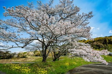安岐ダムの桜