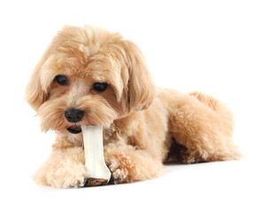 Cute dog with chew bone on white background