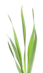 Blades of green grass isolated on white
