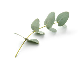 Eucalyptus branch with fresh leaves isolated on white