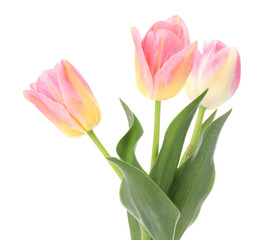 Three beautiful colorful tulips isolated on white