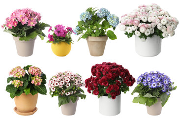 Beautiful potted flowers on white background, collage