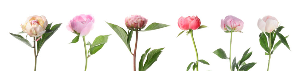 Beautiful peony flowers on white background, set