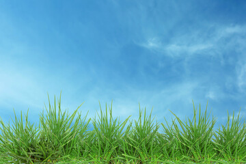 Lush green grass growing under blue sky