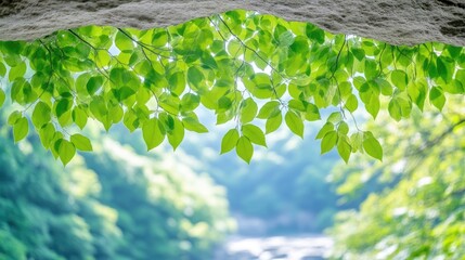 Fresh green leaves cascading over a rock overhang, with a blurred background of lush forest and flowing water