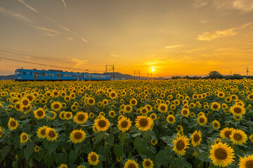 夕陽に向かって