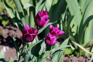 pink tulips in the garden