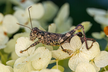 brown speckled grasshopper on white flower petals