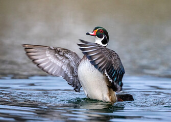 colorful male wood duck flapping wings in water