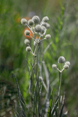 cluster of rattlesnake master wildflowers in prairie