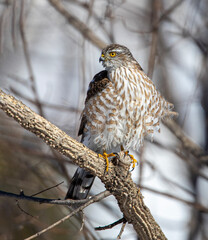 sharp shinned hawk in the woods on a windy day