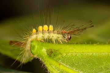 colorful tussock caterpillar on green leaf