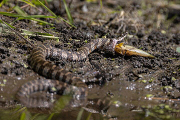 Northern water snake eating a fish