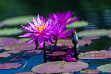 purple water lily in garden pond