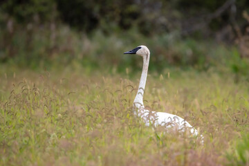 trumpeter swan walking in the deep grass