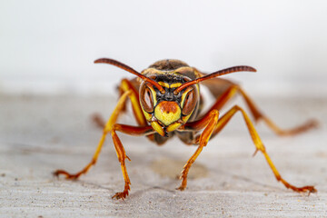 close up of wasp