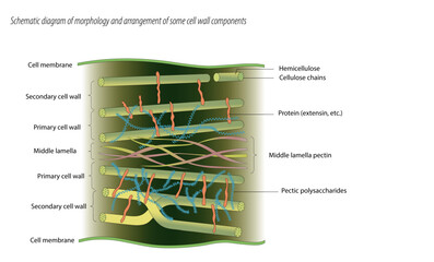 Schematic diagram of morphology and arrangement of some cell wall components.
