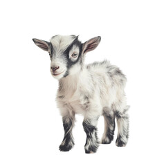 Fototapeta premium Cute baby goat with unique black and white fur.