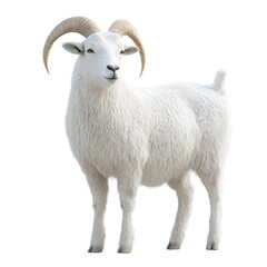 A majestic white goat with large horns.