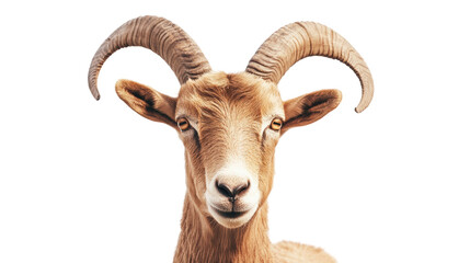 Majestic mountain goat with impressive horns.