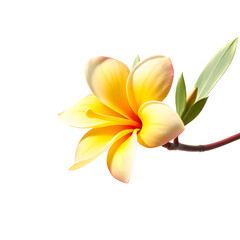 Flower PNG Clipart