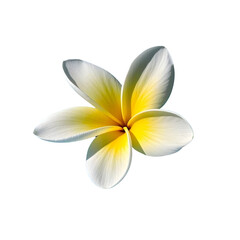 Naklejka premium Flower PNG Clipart