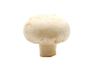 mushroom isolated on background transparent