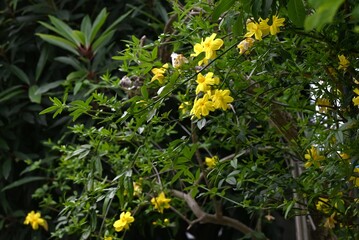 Jasminum mesnyi (Japanese jasmine) flowers. Oleaceae semi-vine evergreen shrub. Yellow flowers bloom from March to April.