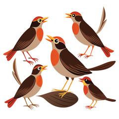 Thrush birds set isolated shilhotee vector on white background