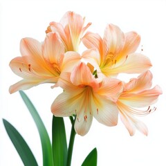 Fototapeta premium Peach Clivia Flower Blossom