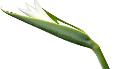 Fototapeta premium Elegant white flower bud, emerging from a vibrant green sheath, isolated on white background