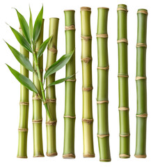 Fresh Green Bamboo Stalks and Leaves Nature Background