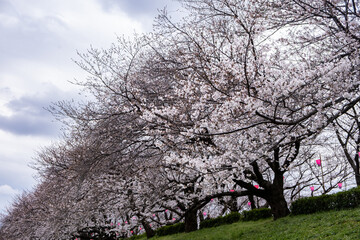 日本で春に咲いている桜の花