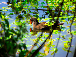 Moorhen Bird Red Beak Floating In A Florida Lake At A Park