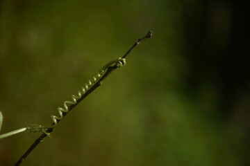 nature veins goes on a tree branch and holding tide on it 