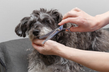 犬をトリミングする女性の手元