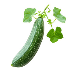 Green Zucchini Vine Fresh Vegetable Harvest,
