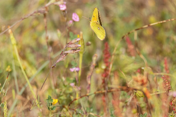 Pillada en vuelo una maravillosa Mariposa Colias croceus