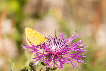 Una Mariposa Colias croceus polinizando una Centaurea sphaerocephalum