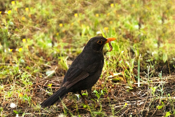 Mirlo común (Turdus merula) con su comida en el pico
