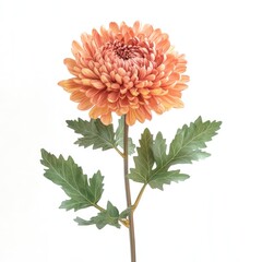Orange Chrysanthemum Flower