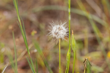 Un solitario diente de león 