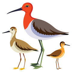  sandpiper birds set isolated shilhotee vector on white background