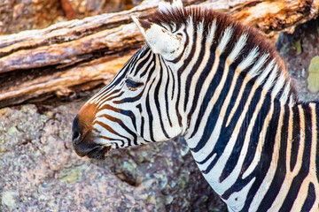 zebra with black and a little brown stripes