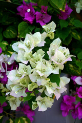 Bougainvillea flowers, selective focus. Beautiful Bougainvillea flowers or Paper Flower