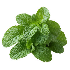 Fresh Green Mint Leaves Isolated on Black Background,