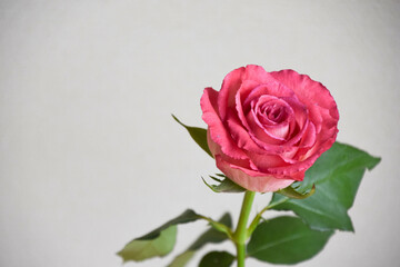 ピンクのばら